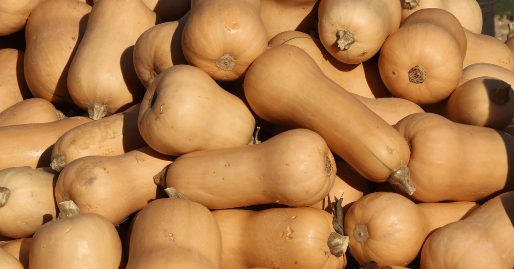 How to Grow Butternut Squash