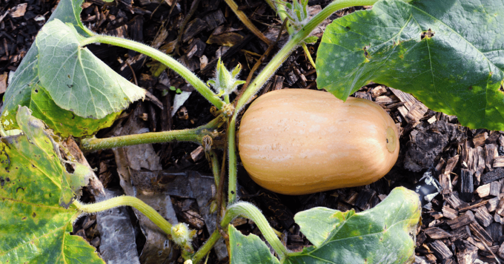 How to Grow Butternut Squash