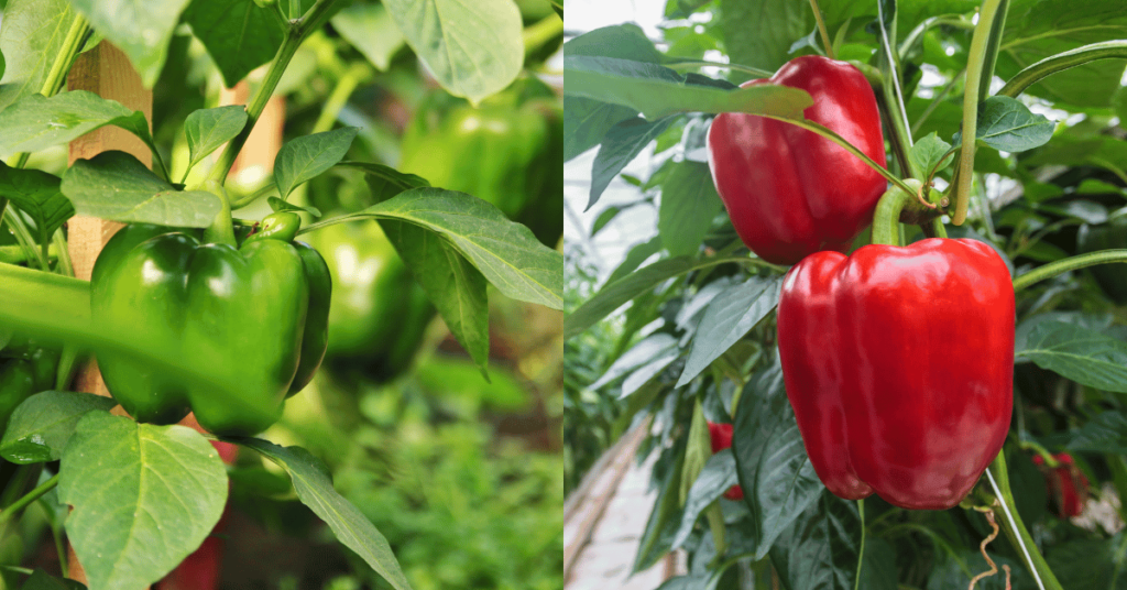 How to Grow Peppers