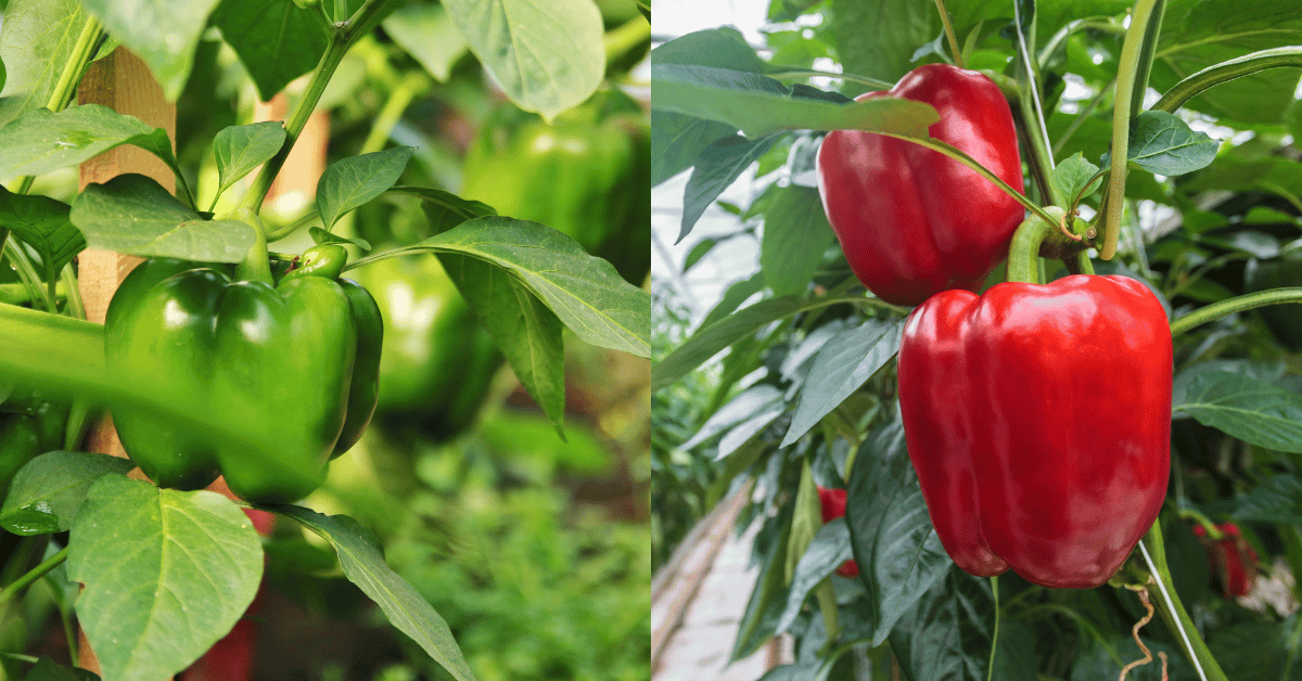 Best Grow Guide: How to Grow Peppers in Namibia 2024 - Innocentia farms