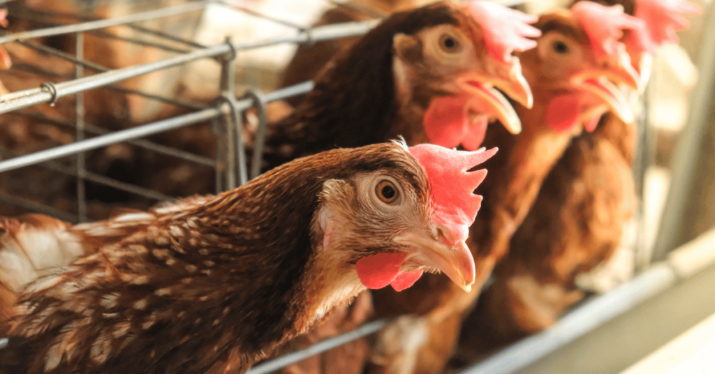 Poultry Farming in Namibia